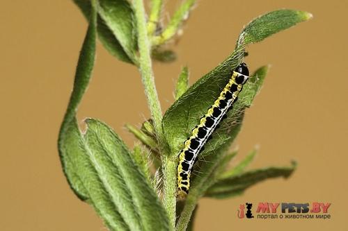 Ethmia dodecea