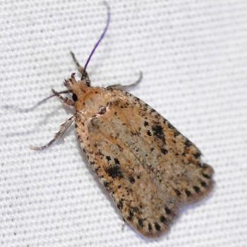 Agonopterix canadensis