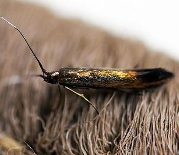 Coleophora frischella