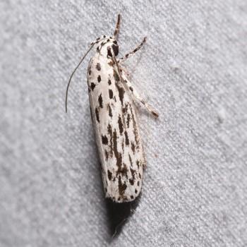 Ethmia confusella