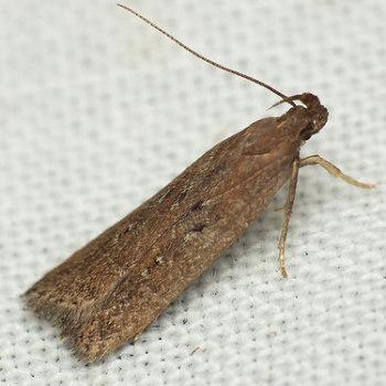 Helcystogramma triannulella