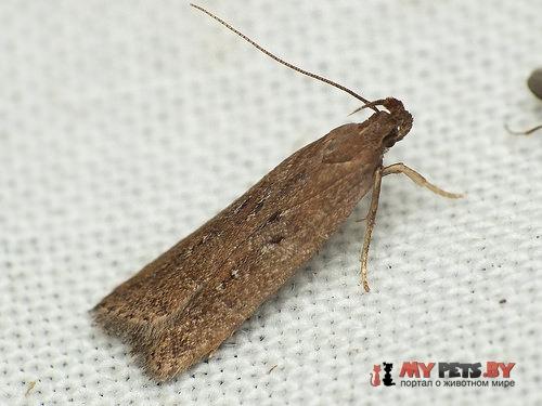 Helcystogramma triannulella