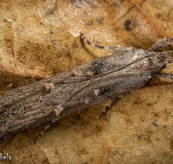 Pyramidobela angelarum