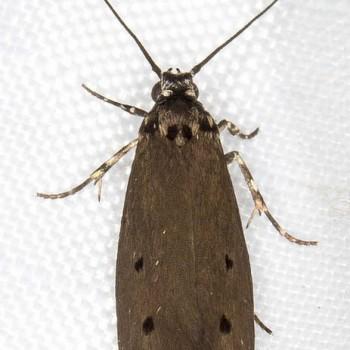 Ethmia heliomela