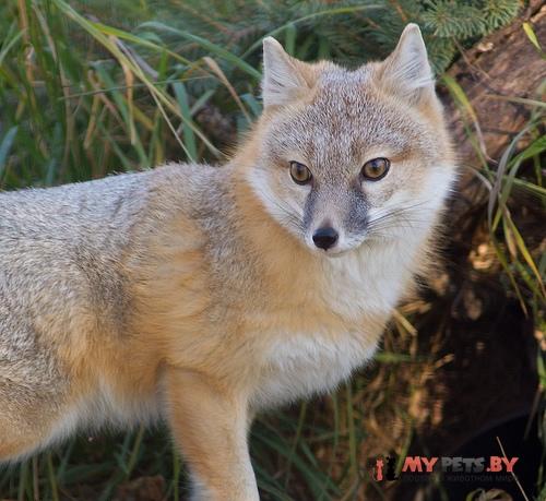 Vulpes rueppellii