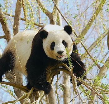 Большая панда, Ailuropoda melanoleuca