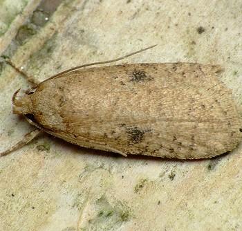 Agonopterix propinquella