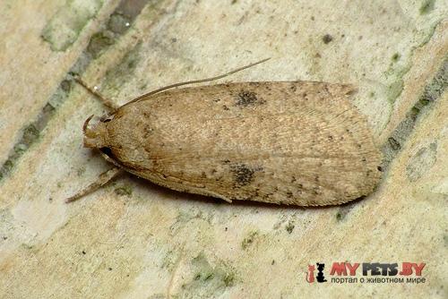 Agonopterix propinquella