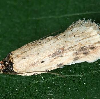 Agonopterix atrodorsella