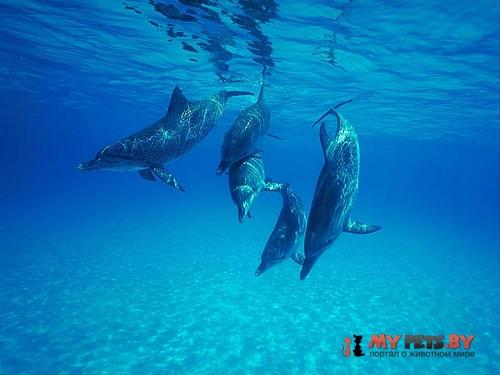 dolphin