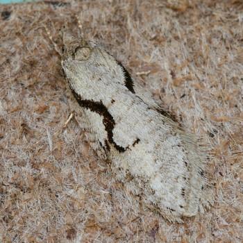 Semioscopis merriccella