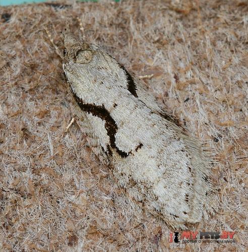 Semioscopis merriccella