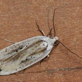 Agonopterix intersecta