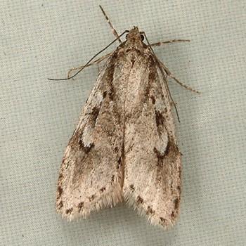 Semioscopis megamicrella