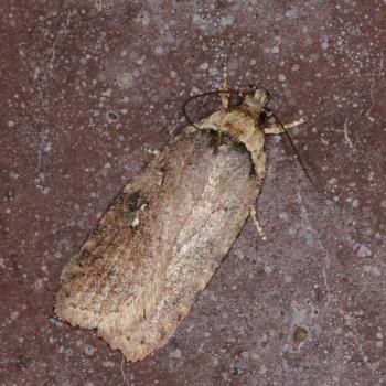 Agonopterix multiplicella