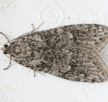 Semioscopis inornata