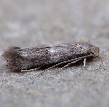 Elachista canapennella