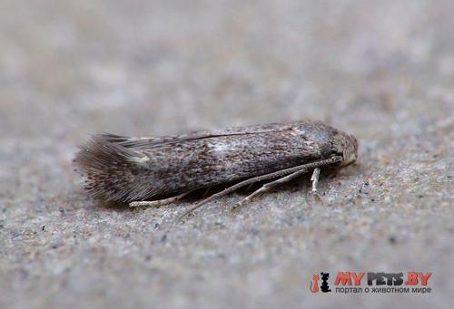 Elachista canapennella