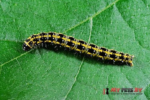 Ethmia nigroapicella