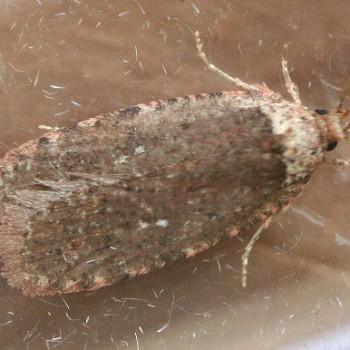 Agonopterix argillacea
