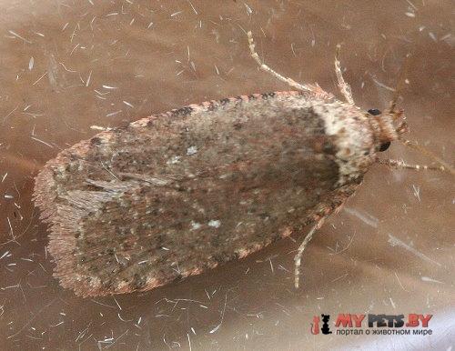 Agonopterix argillacea