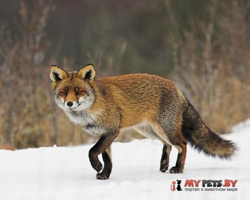 Red fox