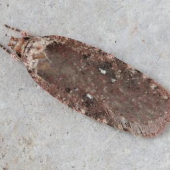 Agonopterix clemensella