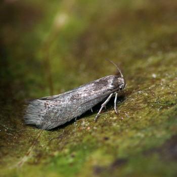Perittia obscurepunctella