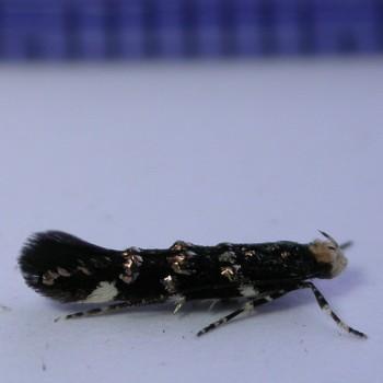 Eteobalea intermediella