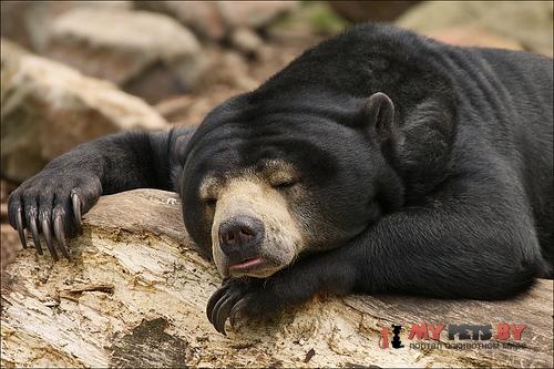 Sun bear