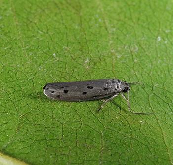 Ethmia lapidella