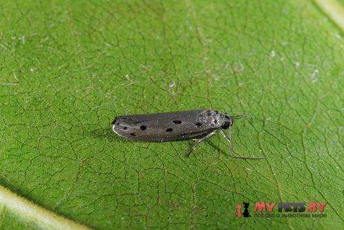 Ethmia lapidella