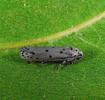 Ethmia nigroapicella