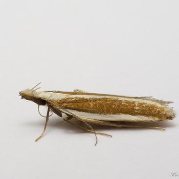 Dichomeris marginella