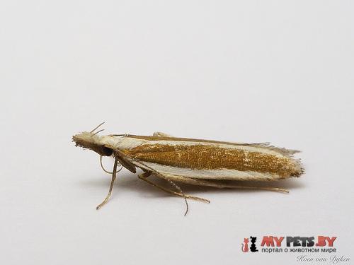 Dichomeris marginella