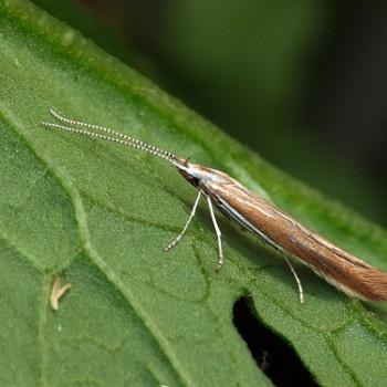 Coleophora discordella