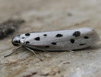 Ethmia dodecea