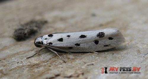 Ethmia dodecea