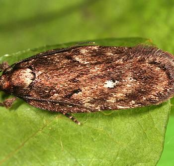 Depressaria albipunctella