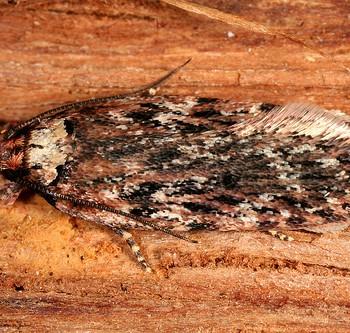 Depressaria chaerophylli