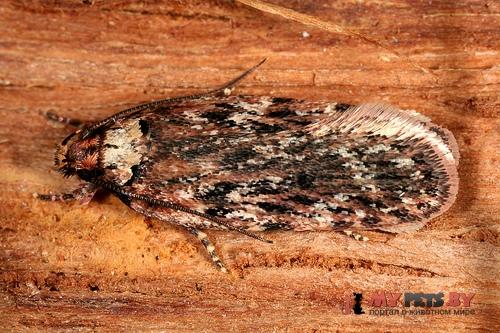 Depressaria chaerophylli