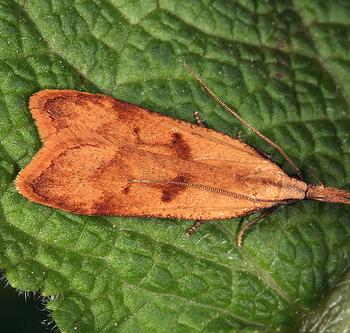 Dichomeris derasella