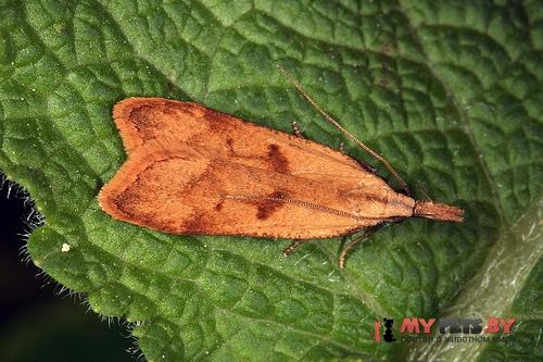 Dichomeris derasella