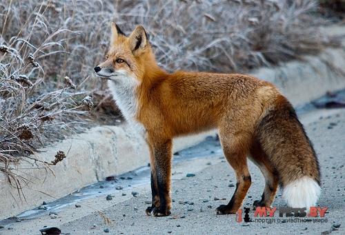 Vulpes vulpes