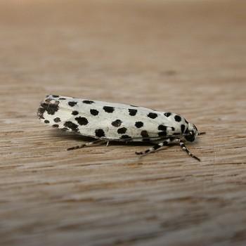 Ethmia clytodoxa