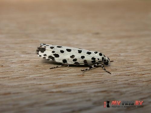 Ethmia clytodoxa