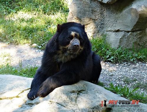 Spectacled bear