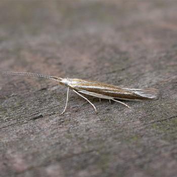 Coleophora pyrrhulipennella