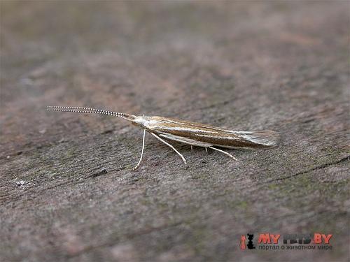 Coleophora pyrrhulipennella
