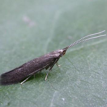 Coleophora serratella